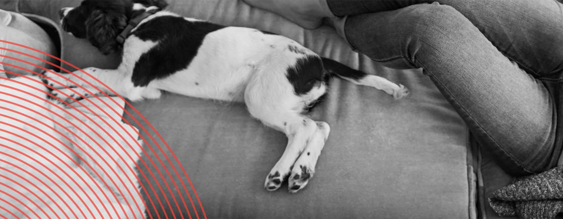 Puppy Sleeping on Couch | Downtown Atlanta | RT Dairies